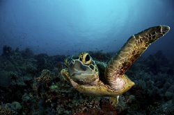Smell this!!! A very curious Green Sea Turtle in Tubbataha. by Steve De Neef 
